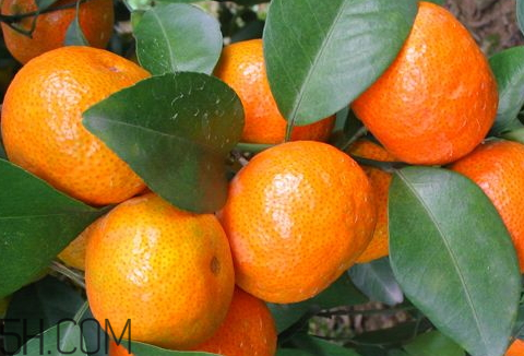 砂糖桔和沙糖桔的區(qū)別 沙糖桔和普通桔子有什么區(qū)別 砂糖桔和沙糖桔的區(qū)別 沙糖桔和普通桔子有什么區(qū)別