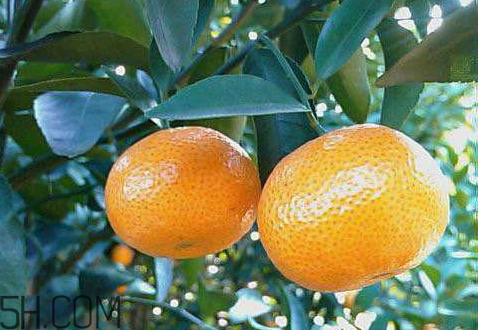 砂糖桔和沙糖桔的區(qū)別 沙糖桔和普通桔子有什么區(qū)別 砂糖桔和沙糖桔的區(qū)別 沙糖桔和普通桔子有什么區(qū)別