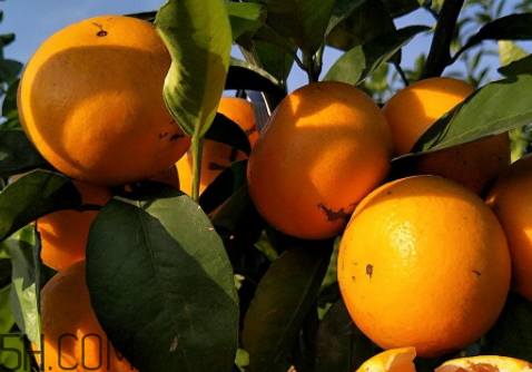 2018沙糖桔多少錢一斤 2018沙糖桔定價 2018沙糖桔多少錢一斤 2018沙糖桔定價