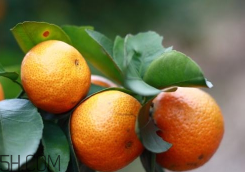 2018沙糖桔多少錢一斤 2018沙糖桔定價 2018沙糖桔多少錢一斤 2018沙糖桔定價