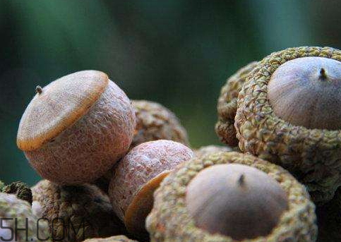 壯陽(yáng)果什么時(shí)候成熟 壯陽(yáng)果幾月成熟 壯陽(yáng)果什么時(shí)候成熟 壯陽(yáng)果幾月成熟