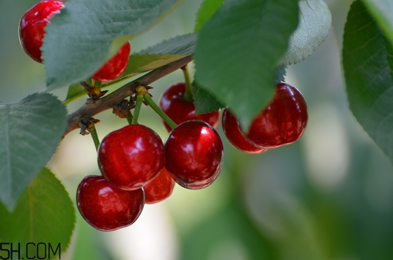 咽喉炎能吃什么水果？咽喉炎的癥狀有哪些？