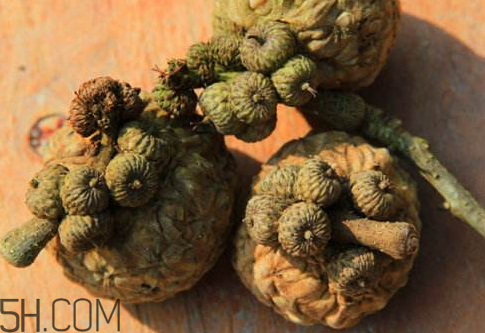 壯陽果和什么能配一起 壯陽果和什么泡酒最好 壯陽果和什么能配一起 壯陽果和什么泡酒最好