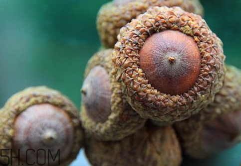 壯陽果和什么能配一起 壯陽果和什么泡酒最好 壯陽果和什么能配一起 壯陽果和什么泡酒最好