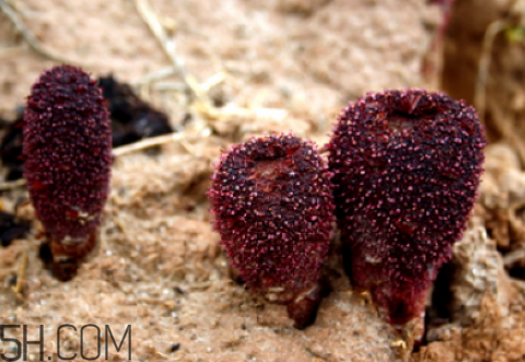 鎖陽是補陰還是補陽 鎖陽是熱性還是涼性 鎖陽是補陰還是補陽 鎖陽是熱性還是涼性