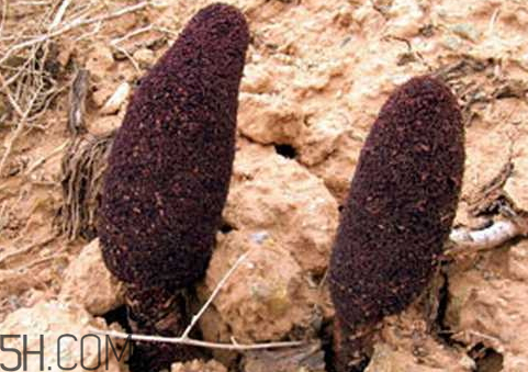 鎖陽是補陰還是補陽 鎖陽是熱性還是涼性 鎖陽是補陰還是補陽 鎖陽是熱性還是涼性