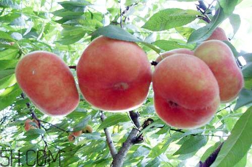 蟠桃的營養(yǎng)價值有哪些？蟠桃的吃法有哪些？