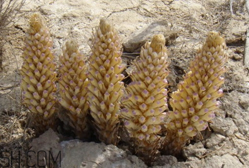 肉蓯蓉是什么味道 肉蓯蓉為什么是咸的 肉蓯蓉是什么味道 肉蓯蓉為什么是咸的