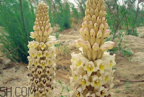 肉蓯蓉是什么味道 肉蓯蓉為什么是咸的 肉蓯蓉是什么味道 肉蓯蓉為什么是咸的