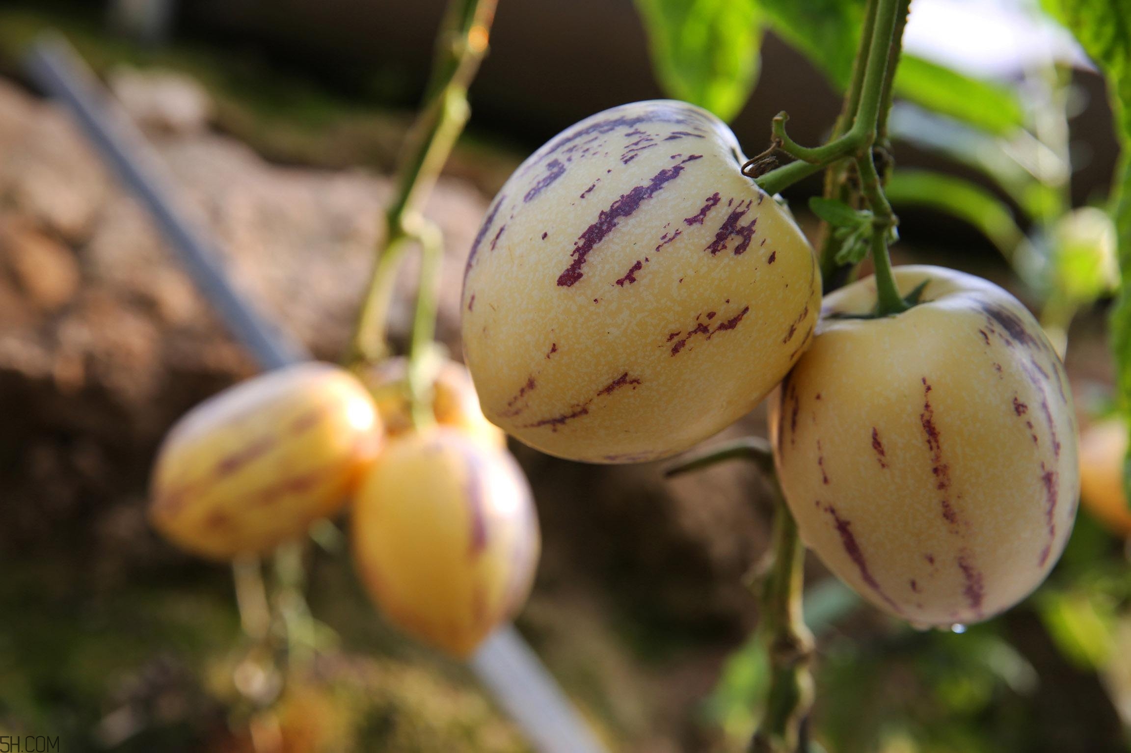 女人吃人參果有哪些好處？人參果的營養(yǎng)價值是什么？