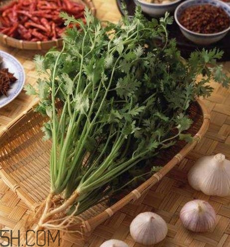 香菜根煮水能減肥嗎？香菜根煮水能天天喝嗎？