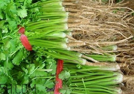 香菜根煮水能治濕疹嗎？香菜根煮水孕婦能喝嗎？