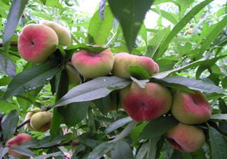 蟠桃怎么挑選？蟠桃怎么保鮮？