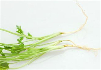 香菜根煮水怎么煮？香菜根煮水喝幾天見效？