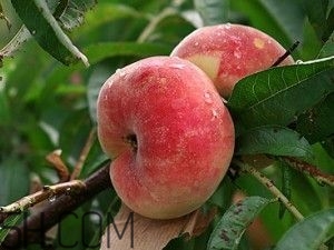 蟠桃怎么挑選？蟠桃怎么保鮮？