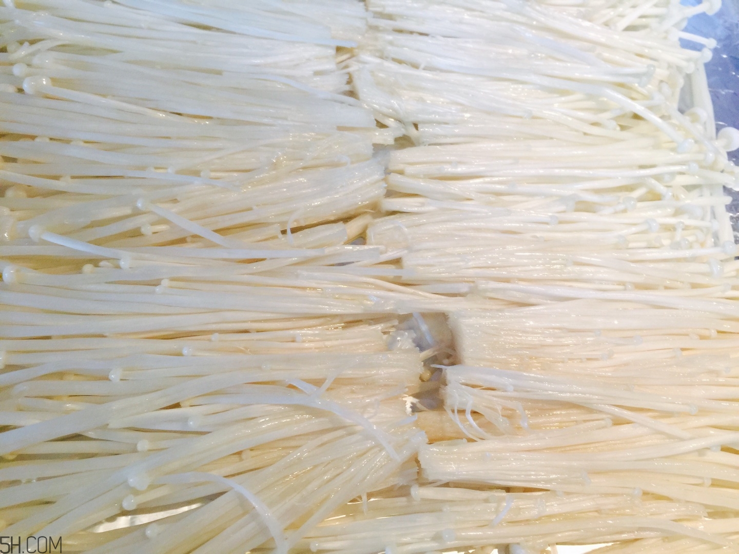 烤金針菇好吃的做法 烤箱版與家庭版推薦 烤金針菇好吃的做法 烤箱版與家庭版推薦