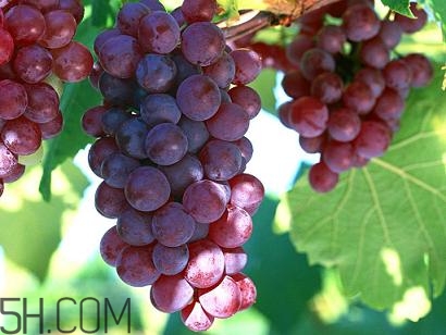 老年人吃葡萄有哪些好處？吃葡萄的注意事項是什么？