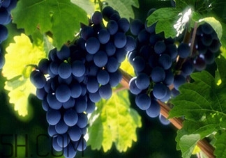 老年人吃葡萄有哪些好處？吃葡萄的注意事項是什么？