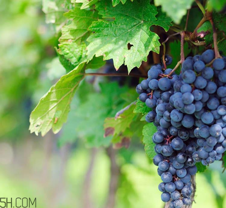 老年人吃葡萄有哪些好處？吃葡萄的注意事項是什么？