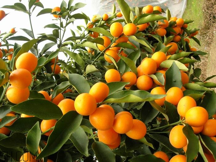 吃了金桔能喝牛奶嗎？金桔和牛奶能一起吃嗎？