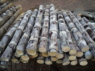 吃完甘蔗多久可以吃柿子？甘蔗和柿子一起吃了怎么辦？