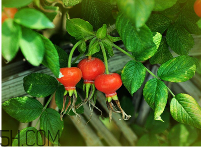 unichi玫瑰果膠囊能美白祛斑嗎？unichi玫瑰果膠囊有副作用嗎？