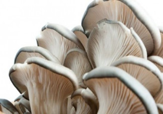 平菇可以和雞蛋一起做湯嗎？平菇和木耳能一起吃嗎？