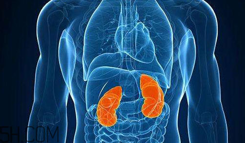 腎不好會早衰越長越矮？護腎千金方早用早好