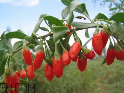 枸杞是小人參？正確食用枸杞能抗腫瘤