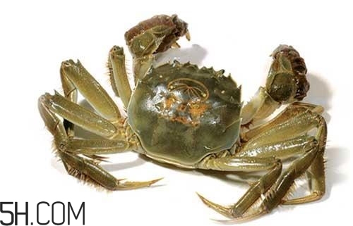 冬天可以吃大閘蟹嗎？冬天怎么吃大閘蟹？