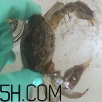 冬天可以吃大閘蟹嗎？冬天怎么吃大閘蟹？