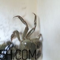 冬天可以吃大閘蟹嗎？冬天怎么吃大閘蟹？