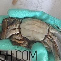 冬天可以吃大閘蟹嗎？冬天怎么吃大閘蟹？