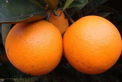 冰糖橙可以治咳嗽嗎？鹽蒸橙子快速治咳嗽