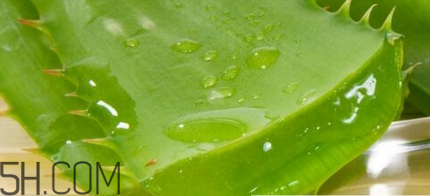 蘆薈膠可以敷一晚上嗎？蘆薈膠堵塞毛孔的錯(cuò)誤用法