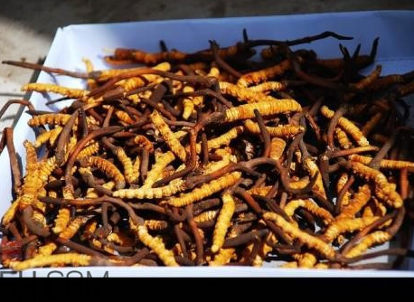 冬蟲(chóng)夏草沒(méi)有傳說(shuō)中那么神？冬蟲(chóng)夏草只有保健功能