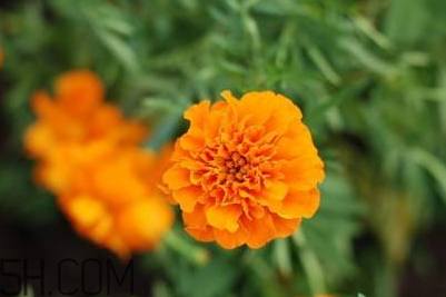 近視和葉黃素缺乏有關(guān)？盤點(diǎn)葉黃素的重要性