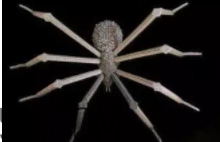 巴克球多少錢一盒？低價格的網(wǎng)紅玩具