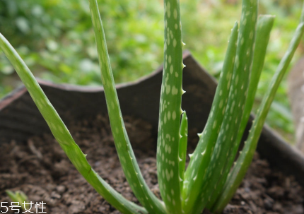 寶寶擦傷臉能用蘆薈膠嗎？寶寶使用蘆薈膠的注意事項(xiàng)
