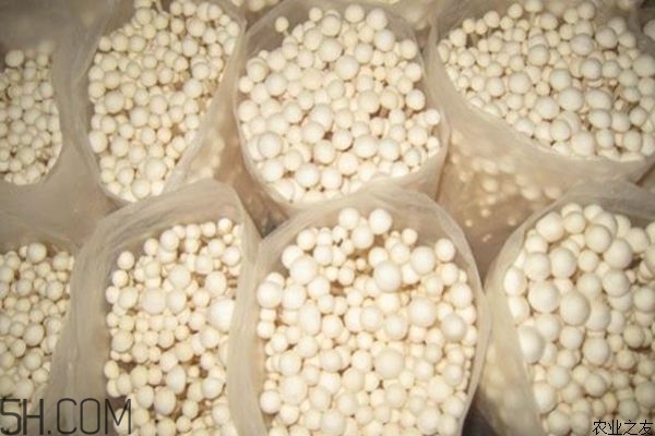 金針菇的食用禁忌有哪些？金針菇四大禁忌