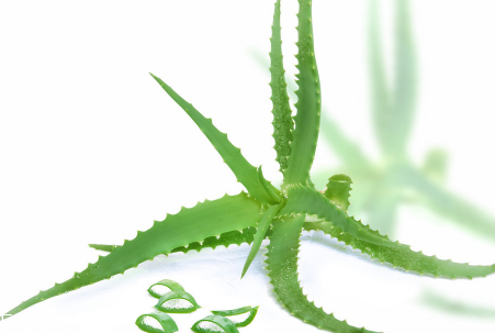 蘆薈泡酒能治腳氣嗎？蘆薈膠主要是細(xì)菌殺毒