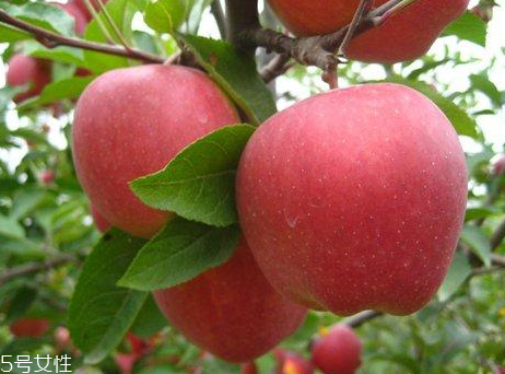 蘋果對吸煙人士有什么好處？抗氧化劑減緩肺部受損