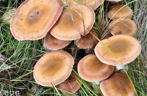 干榛蘑要泡多久 泡發(fā)榛蘑小技巧 干榛蘑要泡多久 泡發(fā)榛蘑小技巧