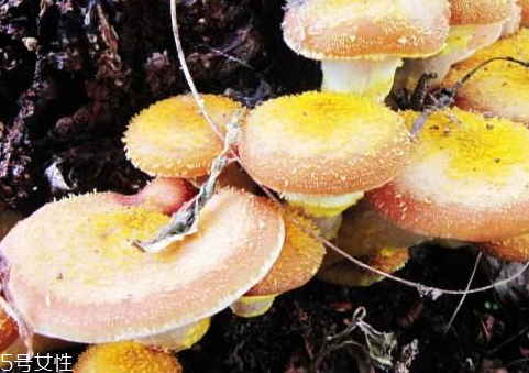 榛蘑不能和什么一起吃 榛蘑的搭配禁忌 榛蘑不能和什么一起吃 榛蘑的搭配禁忌