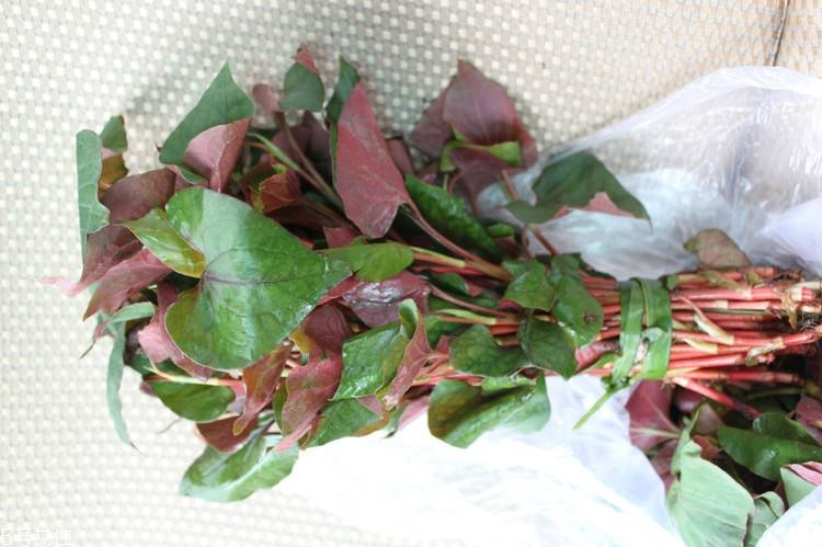 哪些中草藥可以當(dāng)菜吃？最常見的是這三種