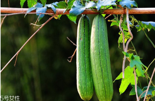 絲瓜放冰箱是冷凍還是冷藏保存？絲瓜發(fā)苦可能有毒