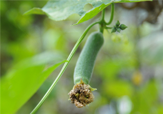 絲瓜放冰箱是冷凍還是冷藏保存？絲瓜發(fā)苦可能有毒