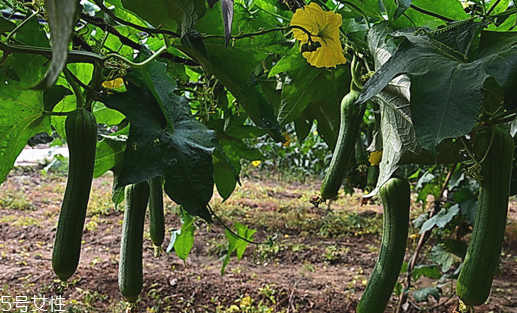 絲瓜放冰箱是冷凍還是冷藏保存？絲瓜發(fā)苦可能有毒