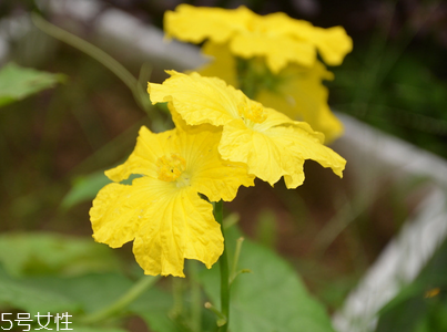 絲瓜放冰箱是冷凍還是冷藏保存？絲瓜發(fā)苦可能有毒