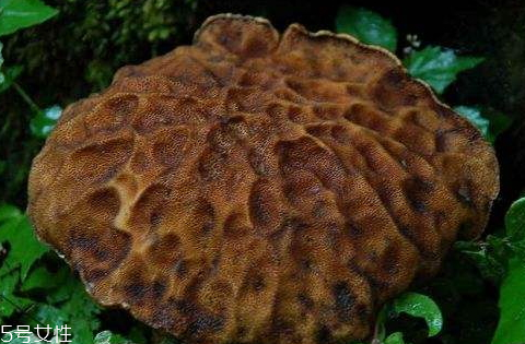 牛肚菌和牛肝菌的區(qū)別 主要體現(xiàn)在這幾點(diǎn) 牛肚菌和牛肝菌的區(qū)別 主要體現(xiàn)在這幾點(diǎn)